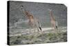 Giraffe-Kitch Bain-Stretched Canvas