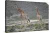 Giraffe-Kitch Bain-Stretched Canvas