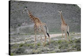 Giraffe-Kitch Bain-Stretched Canvas