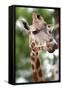 Giraffe-Kitch Bain-Framed Stretched Canvas