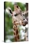 Giraffe-Kitch Bain-Stretched Canvas