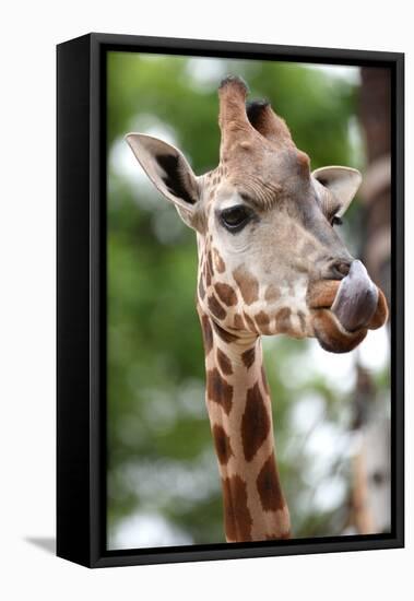 Giraffe-Kitch Bain-Framed Stretched Canvas