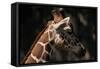 Giraffe-Gordon Semmens-Framed Stretched Canvas