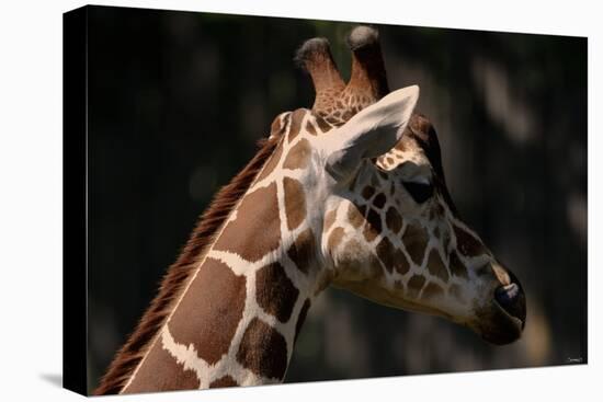 Giraffe-Gordon Semmens-Stretched Canvas