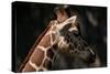 Giraffe-Gordon Semmens-Stretched Canvas