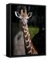 Giraffe-Gordon Semmens-Framed Stretched Canvas