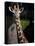 Giraffe-Gordon Semmens-Stretched Canvas