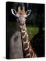 Giraffe-Gordon Semmens-Stretched Canvas