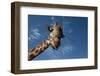 Giraffe-Rick Doyle-Framed Photographic Print