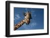 Giraffe-Rick Doyle-Framed Photographic Print