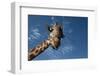 Giraffe-Rick Doyle-Framed Photographic Print