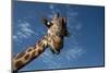Giraffe-Rick Doyle-Mounted Photographic Print
