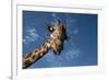 Giraffe-Rick Doyle-Framed Photographic Print