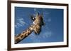 Giraffe-Rick Doyle-Framed Photographic Print