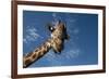 Giraffe-Rick Doyle-Framed Photographic Print