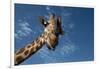 Giraffe-Rick Doyle-Framed Photographic Print