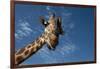 Giraffe-Rick Doyle-Framed Photographic Print