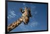 Giraffe-Rick Doyle-Framed Photographic Print