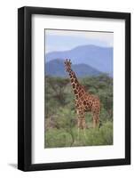 Giraffe-DLILLC-Framed Photographic Print