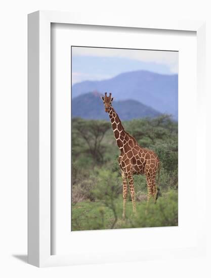 Giraffe-DLILLC-Framed Photographic Print