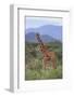 Giraffe-DLILLC-Framed Photographic Print