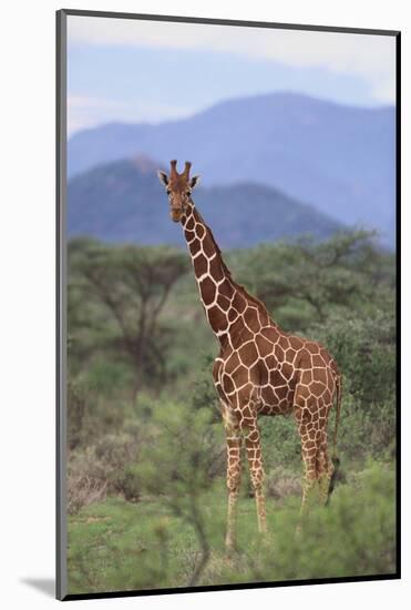 Giraffe-DLILLC-Mounted Photographic Print