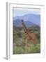 Giraffe-DLILLC-Framed Photographic Print