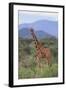 Giraffe-DLILLC-Framed Photographic Print