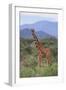 Giraffe-DLILLC-Framed Photographic Print