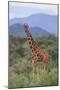 Giraffe-DLILLC-Mounted Photographic Print