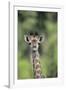 Giraffe-DLILLC-Framed Photographic Print