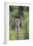 Giraffe-DLILLC-Framed Photographic Print