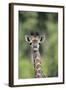 Giraffe-DLILLC-Framed Photographic Print