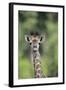 Giraffe-DLILLC-Framed Photographic Print