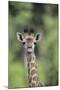 Giraffe-DLILLC-Mounted Photographic Print