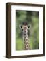 Giraffe-DLILLC-Framed Photographic Print