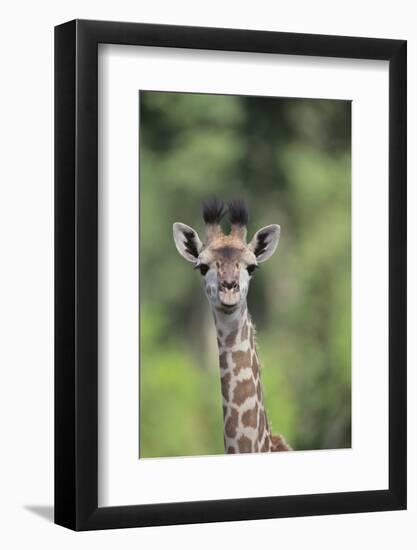 Giraffe-DLILLC-Framed Photographic Print