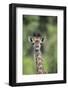 Giraffe-DLILLC-Framed Photographic Print