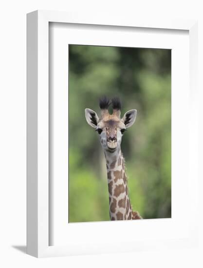 Giraffe-DLILLC-Framed Photographic Print