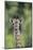 Giraffe-DLILLC-Mounted Photographic Print