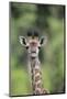 Giraffe-DLILLC-Mounted Photographic Print