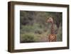 Giraffe-DLILLC-Framed Photographic Print