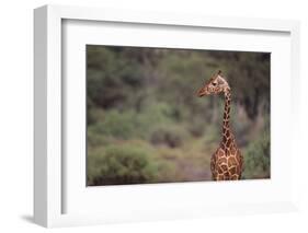 Giraffe-DLILLC-Framed Photographic Print