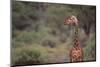 Giraffe-DLILLC-Mounted Photographic Print