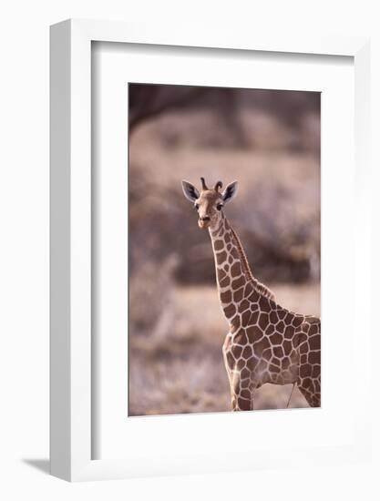 Giraffe-DLILLC-Framed Photographic Print