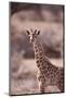 Giraffe-DLILLC-Mounted Photographic Print