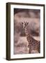 Giraffe-DLILLC-Framed Photographic Print