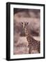 Giraffe-DLILLC-Framed Photographic Print