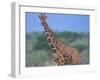 Giraffe-DLILLC-Framed Photographic Print