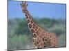 Giraffe-DLILLC-Mounted Photographic Print